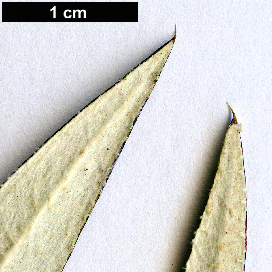 High resolution image: Family: Asteraceae - Genus: Carlina - Taxon: salicifolia - SpeciesSub: var. inermis